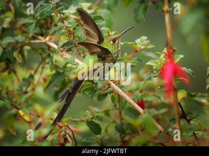 Black-tailed Trainbearer - Lesbia victoriae hummingbird in Trochilidae, in high altitudes in Colombia, Ecuador and Peru, habitats are subtropical or t Stock Photo