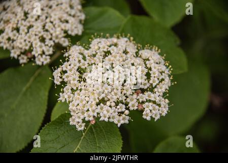 extreme close-up of the tiny white blossoms of a chinese viburnum with yellow stamens Stock Photo