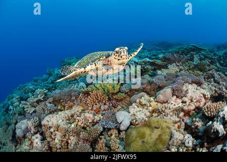 A critically endangered hawksbill turtle, Eretmochelys imbricata, glides over a hard coral reef in Fiji, Pacific Ocean. Stock Photo