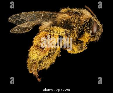 A pollen-covered Melissodes desponsa...a species of bee usually associated with thistles, so this may well be thistle pollen. Note that while bees may carry loads of pollen on their legs...pollen usually gathers loosely all over the bee and this is thought to be the pollen that does much of the pollination on plants. Collected in Maine, USA. Credit: D.Mengis, USGS Stock Photo