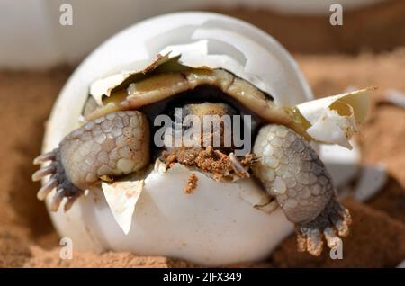 Baby Desert Tortoise  (Gopherus agassizii) hatching from its egg. Scientists study the life history and ecology of the desert tortoise, which is a federally listed threatened species only found in the Mojave Desert.Young tortoises are especially prone to predators like dogs and ravens, whose numbers can increase around areas of human activity and structures. Adult tortoises can be killed by car traffic, ingesting rubbish, and wildfires, and are affected by loss of habitat from urban and industrial development, cutting short their potential lifespan of 100 years. Credit: KK.Drake / USGS Stock Photo