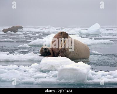 Female walrus and her pup on an ice floe. Odobenus rosmarus divergens. The Pacific Walrus is one of four marine mammal species managed by the Department of the Interior (DOI). The USGS Alaska Science Centre conducts longÐterm research on Pacific walruses to inform policy makers regarding conservation of the species and its habitat. The goal of our current research efforts is to refine and enhance models to project the future status of the Pacific walrus in the rapidly changing Arctic environment.  Credit: S.Sonsthagen / USGS. Stock Photo