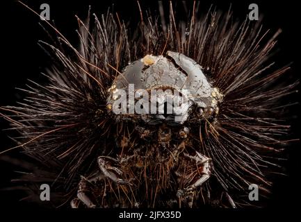 Space Alien! A startling species of dried-up caterpillar. The Giant Leopard Moth species (Hypercompe Scribonia).  Hypercompe is a genus of tiger moths in the family Erebidae. Credit USGS Stock Photo