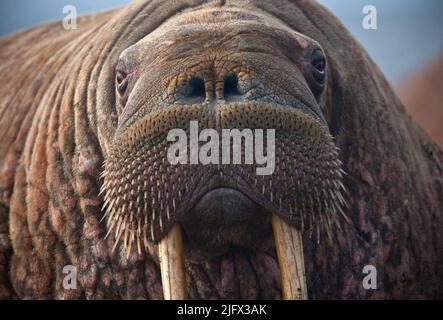 A close up of a female walrus resting after entering the haulout. Point Lay, Alaska,  USA. Sand from the beach is evident on her tusks. Thousands of walruses gathered to rest on the shore near the Alaskan coastal community of Point Lay during September of 2013 after sea ice disappeared from their offshore foraging grounds in the eastern Chukchi Sea.   Credit: R.Kingsbery/USGS (US Fish and Wildlife Service Permit No. MA801652-3) Stock Photo