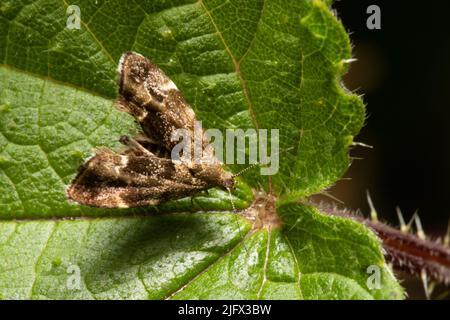 Anthophila fabriciana, the common nettle-tap moth perching on a bramble leaf. Stock Photo