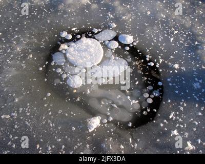 Frozen Methane Bubbles, Alaska, USA. When ice-rich permafrost thaws, former tundra and forest turns into a thermokarst lake as the ground subsides. The carbon stored in the formerly frozen ground is consumed by the microbial community, which releases methane gas. When lake ice forms in the winter, methane gas bubbles are trapped in the ice. Credit: M.Jones/SGS. Stock Photo