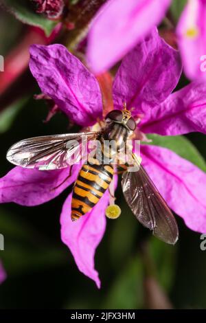 A female Episyrphus balteatus hoverfly, sometimes called the marmalade hoverfly, perched on a flower. Stock Photo