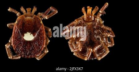 Composite image showing  the top and underside of a Lone Star Tick in macro detail. This specimen was found in Hot Springs Village, Arkansas, USA. Amblyomma americanum. Amblyomma americanum, also known as the lone star tick, the northeastern water tick, or the turkey tick, or the 'Cricker Tick', is a type of tick indigenous to much of the eastern United States and Mexico, that bites painlessly and commonly goes unnoticed, remaining attached to its host for as long as seven days until it is fully engorged with blood. It is a member of the phylum Arthropoda, class Arachnida  Credit: USGS/BIML