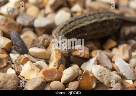 A  viviparous lizard, or common lizard, Zootoca vivipara, formerly Lacerta vivipara, hunting on a bed of gravel. Stock Photo