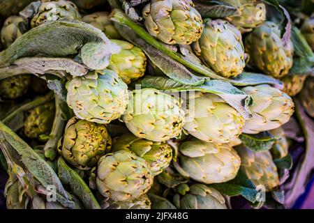 Artichokes. The globe artichoke also known by the names French artichoke and green artichoke in the U.S.,is a variety of a species of thistle cultivat Stock Photo