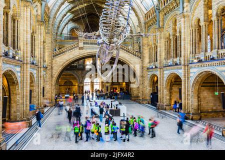 People visiting the museum. Whale skelton, nicknamed Hope, in the Hintze Hall. Natural History Museum. Kensington & Chelsea, , London, United Kindom, Stock Photo