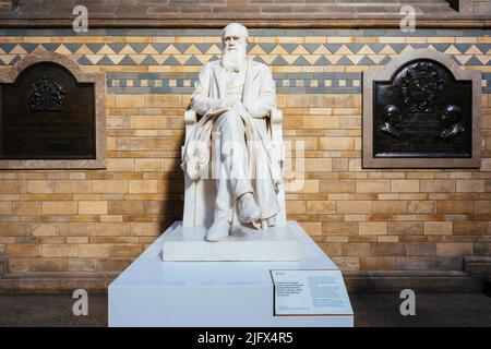 White marble statue of Charles Darwin in the Natural History Museum. Charles Robert Darwin, 12 February 1809 – 19 April 1882, was an English naturalis Stock Photo