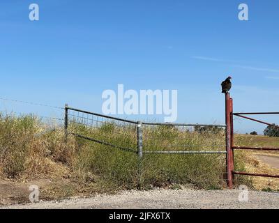 One vulture (Buzzard) sitting on a fence post in California, USA Stock Photo