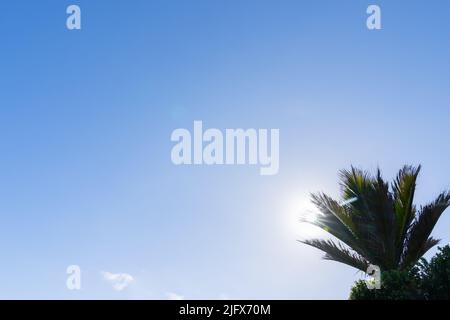 Fronds of a palm tree on a light blue sky background back-lit by sun with lens flare. Stock Photo