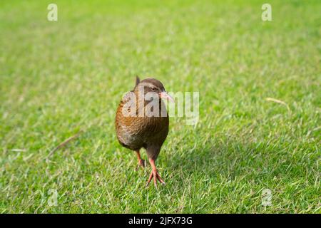 New Zealand weka, flightless bird, wandering around on lawn Stock Photo