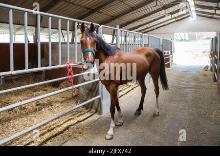 Obedient bay horse tied to metal barrier looking at camera in sunlit stable on sunny day on farm Stock Photo