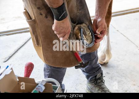 From above anonymous man in shabby leather apron attaching horseshoe to hoof with nails while working on ranch in daytime Stock Photo