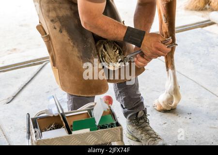 From above man in leather apron using pincers to remove toe from hoof of horse during work on sunny day on ranch Stock Photo