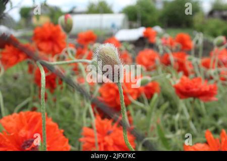 poppies are decorative red summer flowers during flowering. Summer. Stock Photo