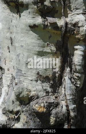 Sculptural trunk of tree in Lakewood, Ohio in May 2022 Stock Photo