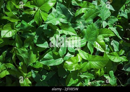 Green tropical leaves in a sunlight. Syngonium podophyllum. Natural background photo Stock Photo