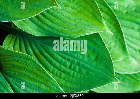 Hosta green leaves pattern. Natural background photo Stock Photo