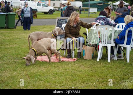 Exeter, UK - July 2022: White middle age caucasian woman with adult Weimaraner dogs Stock Photo