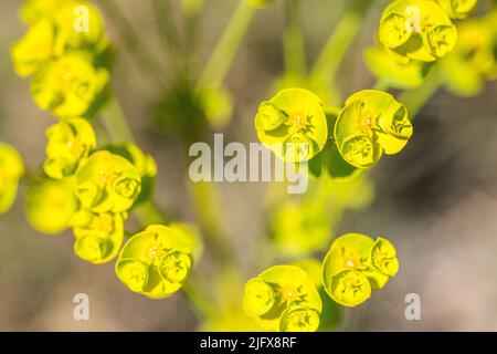 Euphorbia segetalis, the grainfield spurge, is a species of annual herb in the family Euphorbiaceae. Stock Photo