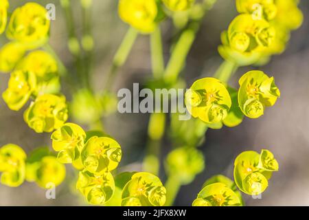 Euphorbia segetalis, the grainfield spurge, is a species of annual herb in the family Euphorbiaceae. Stock Photo