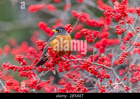 01382-05611 American Robin (Turdus migratorius) in Winterberry bush (Ilex verticillata) Marion Co. IL Stock Photo