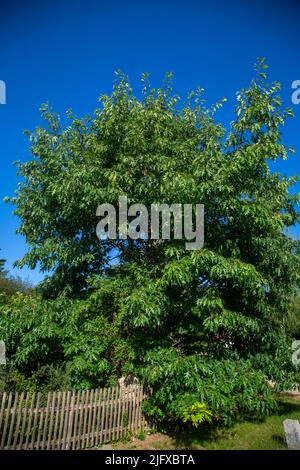 American red oak (Quercus rubra) Stock Photo