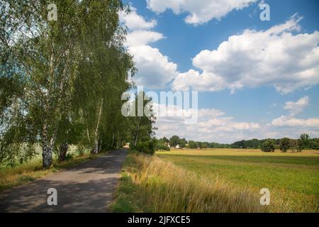 Birch alley, Oder-Neisse Cycle Route, Lusatia, Germany Stock Photo