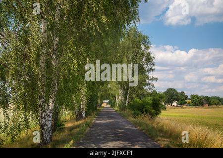 Birch alley, Oder-Neisse Cycle Route, Lusatia, Germany Stock Photo