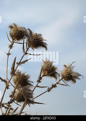 A closeup of thistles in a garden against blue sky Stock Photo
