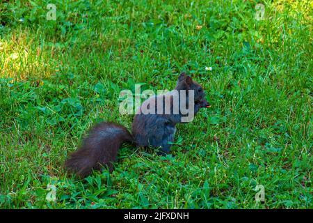 A black squirrel in dynamics, running through the grass Stock Photo