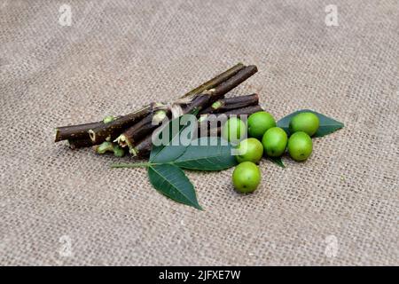Neem leaves, branches,  fruits on jute fabric background. Margosa leaf, stems, seeds for ayurveda medicinal herbs. Homeopathy treatment raw material. Stock Photo
