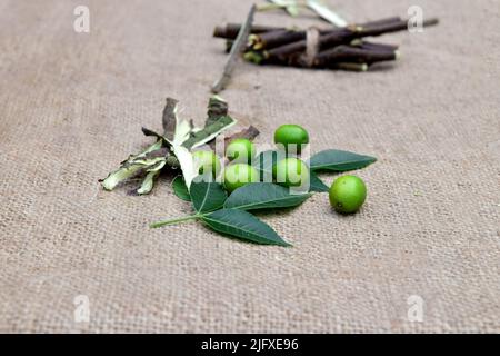 Neem leaves, branches,  fruits on jute fabric background. Margosa leaf, stems, seeds for ayurveda medicinal herbs. Homeopathy treatment raw material. Stock Photo