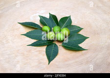 Medicinal herbs neem leaves, and fruits on wooden background. Neem seeds with leaf around on wood backdrop. Neem use as raw material in homeopathy Stock Photo