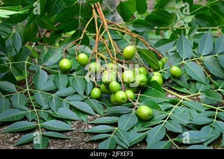Neem tree flower, leaves. Nim tree. Azadirachta indica. Margosa. Indian ...