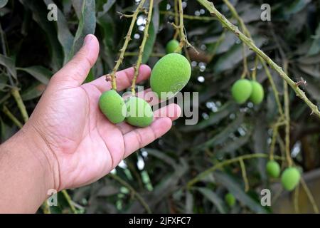Small mangoes on researcher's hand. Mangoes in tree. Green raw mango Stock Photo
