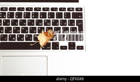 Autumn creative work composition. Laptop keyboard and autumn leaf Stock Photo