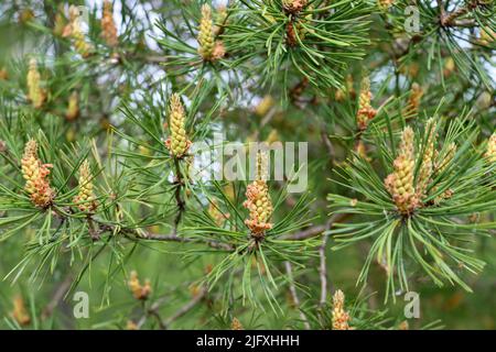 Pine tree in bloom in Uukuniemi, Eastern Finland Stock Photo