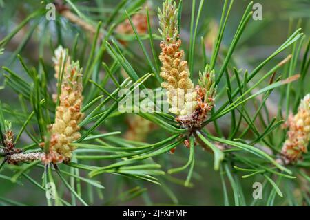 Pine tree in bloom in Uukuniemi, Eastern Finland Stock Photo