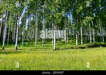 Birch forest in Uukuniemi in Eastern Finland in June 2022 Stock Photo