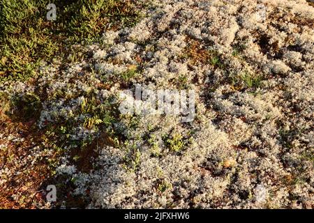 Moss-covered rocks in Uukuniemi in Eastern Finland in June 2022 Stock Photo