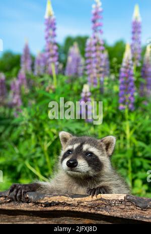 Raccoon (Procyon lotor) Looks Up to Sky Over Log Lupin Behind Summer - captive animal Stock Photo