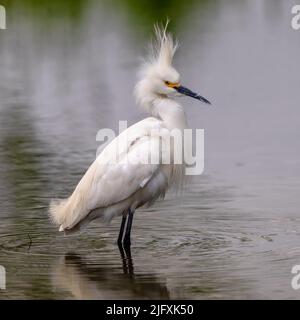 Closeup of Snowy Egret standing in a tranquil pond with tall, extended head feathers sticking straight up. Stock Photo