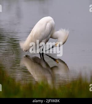 A Snowy Egret's image is softly reflected in the shallow lake waters. Stock Photo