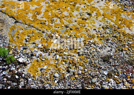 Rockside covered with yellow moss on an island in Fjällbacka archipelago in June 2022 Stock Photo