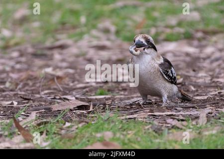 Laughing kookaburra, Sydney, Australia Stock Photo